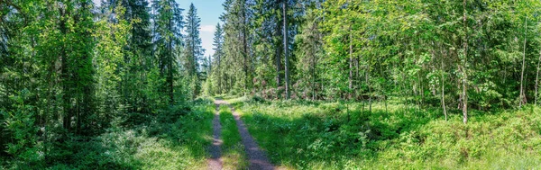 Panorama Panorámico Amplio Bosque Profundo Verde Mixto Verano Con Pequeña — Foto de Stock