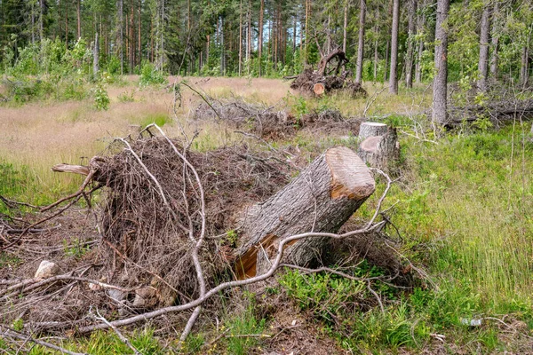 Közelről Látni Néhány Csonk Gyökerei Levegőben Lehullott Lucfenyők — Stock Fotó