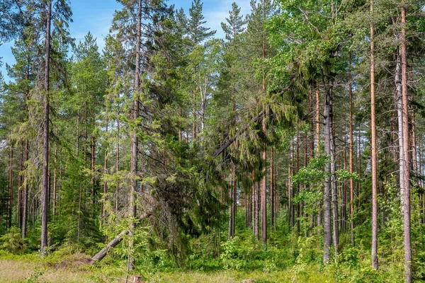 Падшая Зеленая Ель Висит Вершинах Других Деревьев Поврежденное Дерево После — стоковое фото