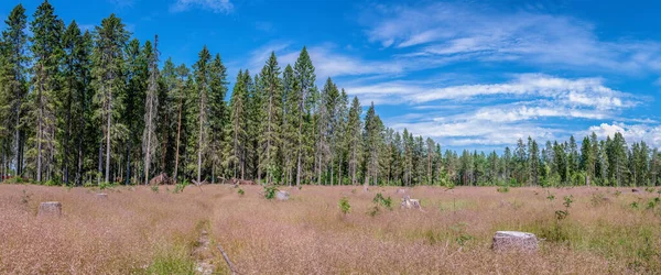 Bosque Verano Escénico Con Prado Muchos Tocones Abeto Amplio Panorama — Foto de Stock