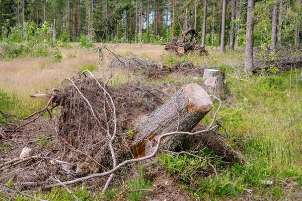 Kökleri Düşmüş Ladin Ağaçlarının Havasında Olan Birkaç Koçandaki Görüntüyü Kapatın - Stok İmaj