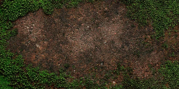 Boşluk yosun duvar arkaplanını kopyala