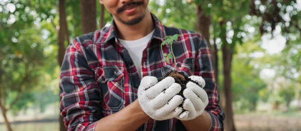 Ormanda fidan tutan adam