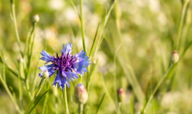 Yaz otlağında çiçek açan çiçek. Centaurea siyanüsü.