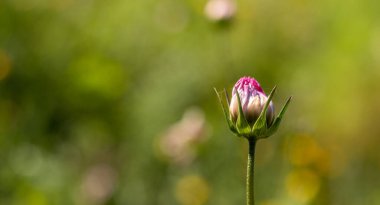 Mor Kozmos çiçeği tomurcuğu mavi çiçekli arka planda. Mesaj için yer var. Kozmos bipinnatus.