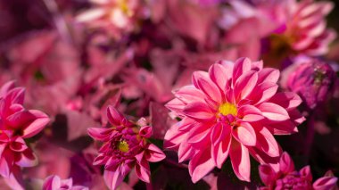 Bulanık çiçekli Pembe Dahlia çiçekleri. Dahlia melezi.