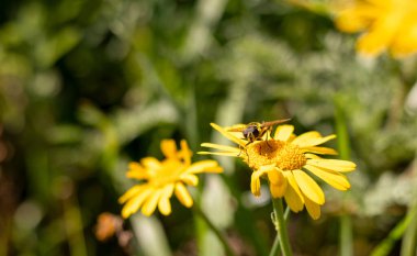 Sabah güneşli çayırlarda açan sarı çiçekler. Bulanık çiçek arkaplanı.