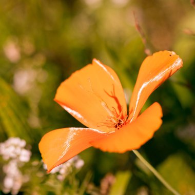 Sabah güneşli çayırlarda açan turuncu yaz çiçekleri. Bulanık çiçek arkaplanı.
