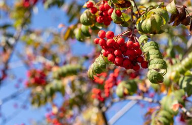 Bulanık sonbahar arka planında bir sürü kırmızı dağ kül meyvesi. Sorbus aucuparia.