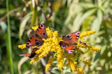 Güneşli altın sarısı çiçeklerle ısınan böcekler sürüsü. Tavuskuşu Kelebeği. Aglais io..