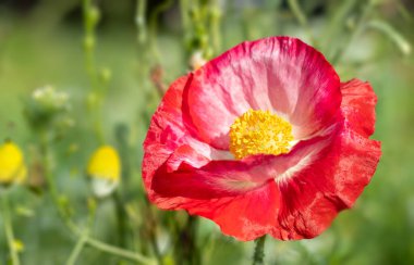 Yaz otlağında taze gelincik çiçeği. Papaver rhoeas.