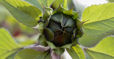 Bulanık çiçekli arka planda küçük bir ayçiçeği tomurcuğu. Ön manzara. Helianthus.