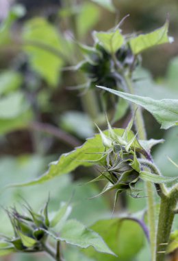 Bulanık yeşil arka planda taze ayçiçeği tomurcukları. Helianthus.