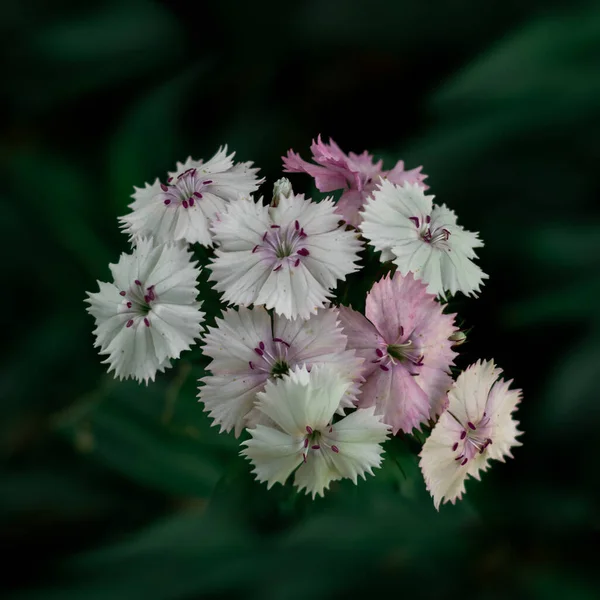 Ein Bündel Von Bärtigen Nelkenblüten Auf Dem Dunklen Verschwommenen Hintergrund — Stockfoto