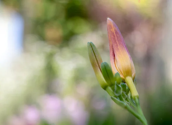 Young Daylily Brote Fondo Borroso Con Espacio Copia Hemerocallis — Foto de Stock