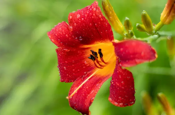 Floración Roja Amarilla Húmeda Daylily Jardín Lluvioso Con Muchas Gotas — Foto de Stock