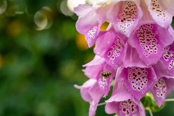 咲く紫色のフォックスグローブの花でミツバチを働かせています ジギタリスピュア — ストック写真