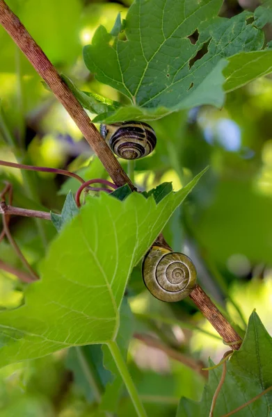 Two Snails Grape Vine Leaves Vitis Vinifera — Stock Photo, Image