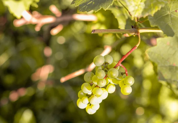 Bouquet Fruits Vigne Sur Fond Floral Flou Vitis Vinifera — Photo