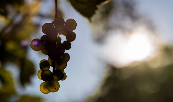 Raisin Mûr Fruits Vigne Sur Fond Coucher Soleil Vitis Vinifera — Photo