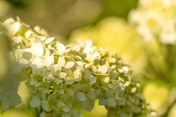 Les Fleurs Blanches Hortensia Fleurissent Sur Fond Ensoleillé Flou Hydrangea — Photo