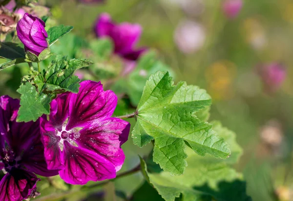 Purple Mallow Flower Blooming Summer Meadow Malva Sylvestris — Stock Photo, Image