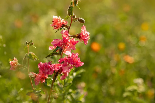 Fleurs Rouges Fleurissant Sur Prairie Ensoleillée Matin Fond Flou Avec — Photo