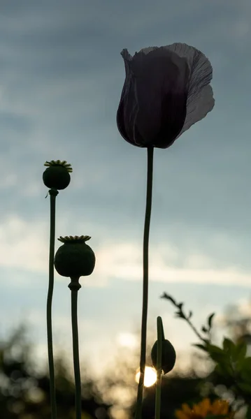 Makowy Kwiat Głowice Nasion Pod Niebem Zachodu Słońca Koniowate — Zdjęcie stockowe