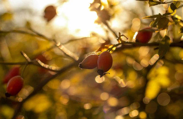 Rosas Rojas Sobre Fondo Soleado Otoño Con Espacio Para Texto — Foto de Stock