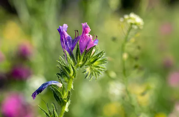 日当たりの良い草原に花を咲かせます 背景がぼやけている エキウム ヴァルガレ — ストック写真