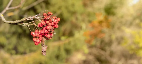 Frutos Rojos Descoloridos Ceniza Montaña Sobre Fondo Floral Borroso Formato — Foto de Stock