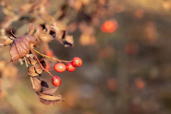 秋天的山楂果实背景模糊 复制空间 Sorbus Gracilis — 图库照片