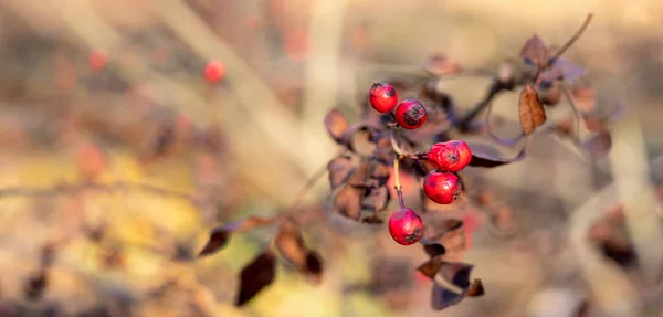 秋天的山楂果实背景模糊 复制空间 Sorbus Gracilis — 图库照片