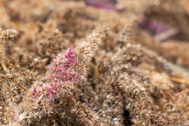 Fotokopi aletiyle bulanık arkaplanda kuru sonbahar Amaranth çiçeği. Amaranthus paniculatus.