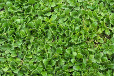 Yeşil yapraklı arka plan. Yukarıdan görüntüle.