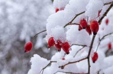 Karlı arka planda karla kaplı kırmızı gül kalça meyveleri. Rosa canina.