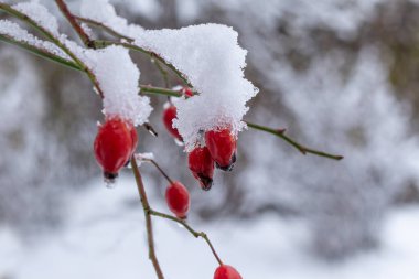 Karlı arka planda karla kaplı kırmızı gül kalça meyveleri. Rosa canina.