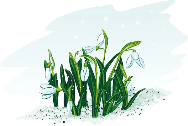 Spring-flowers-snowdrops — Stock Vector