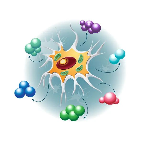 Fibroblasten-Zellen — Stockvektor