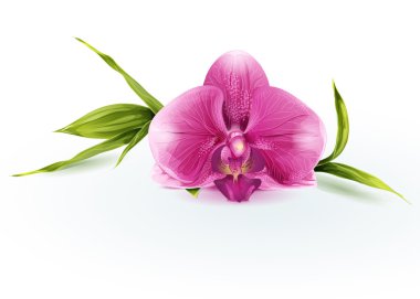 pembe orkide