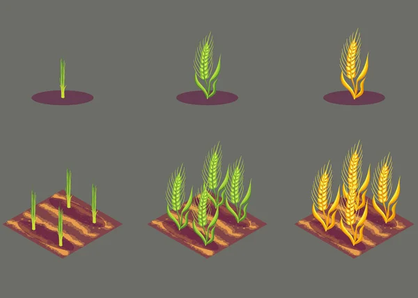 Vector Background Illustration Wheat Barley Rye Cereal Growth Phases Ukrainian — Vector de stock