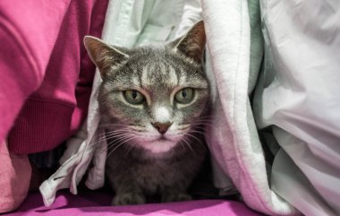 Gri sevimli kedi dolaptaki kıyafetlerin arasında saklanıyor. Kızgın görünüyor ve sonra onu buldular..