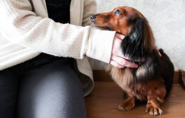 Biri uzun saçlı, kızıl saçlı, siyah bir dachshund 'a sarılıp okşuyor. Köpek sahibine sadakatle bakar..