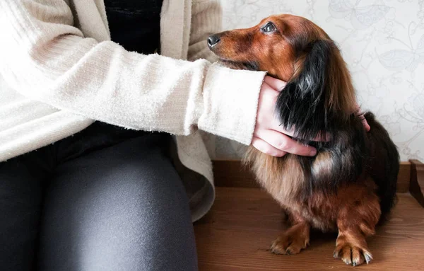 Biri uzun saçlı, kızıl saçlı, siyah bir dachshund 'a sarılıp okşuyor. Köpek sahibine sadakatle bakar..