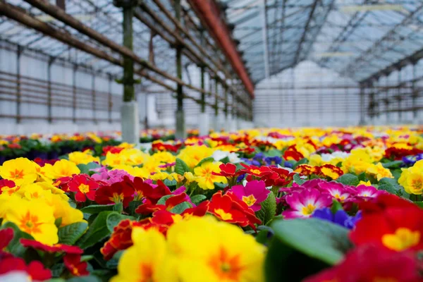 Primer Plano Una Variedad Flores Onagra Multicolores También Conocido Como — Foto de Stock