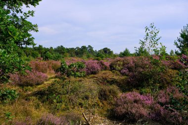 Mor Pembe Heather yan taraftaki ağaçları görüyor. Utrechtse Heuvelrug 'un bir parçası olan Den Treek Henschoten adlı Heathland ve orman bölgesi. Utrecht Tepesi Sırtı. Hollanda, Amersfoort Ulusal Parkı.