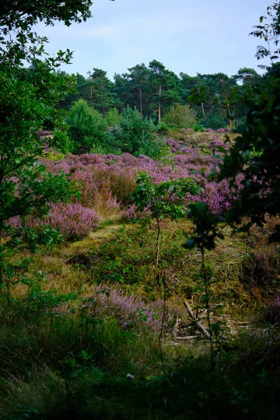 Purple Pink Heather genomskådar med träd på sidan. Heathland och skogsområde kallat Den Treek Henschoten, en del av Utrechtse Heuvelrug, Utrecht Hill Ridge.Nationalpark, Nederländerna, Amersfoort — Stockfoto