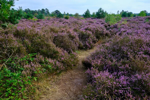 Yürüyüş yolu olan mor pembe Heather. Utrechtse Heuvelrug 'un bir parçası olan Den Treek Henschoten adlı Heathland ve orman bölgesi. Utrecht Tepesi Sırtı. Hollanda, Amersfoort Ulusal Parkı.
