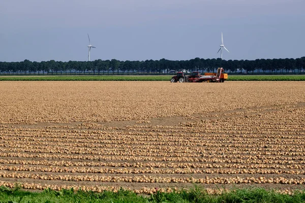 Hasat edilmiş soğanlar tarlada kurutulup toplanmayı bekliyor. Arka planda traktör ve soğan yükleyici var. Flevoland Bölgesi, Hollanda