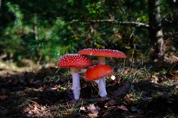 Bir grup Amanita muscaria mantarı, agarik uçmak ya da orman zemininin gölgesinde uçmak. Üzerinde beyaz noktalar olan çok güzel koyu kırmızı bir şapka. Hollanda 'da.